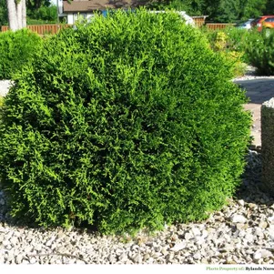 Туя Литл Гиант шаровидная 390₽