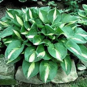 Хоста Энн Кульпа M 550₽