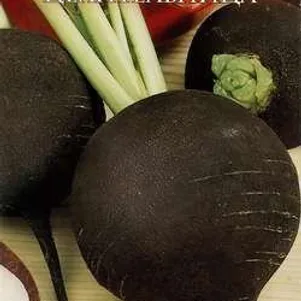 Редька Целительница цп серия Русский вкус 10 г Семена Гавриш 39₽