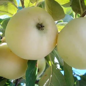 

Яблоня Белый налив