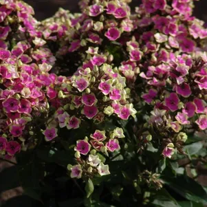 

Флокс метельчатый Ауроле