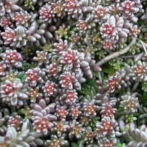 Очиток седум Мурале белый 250₽