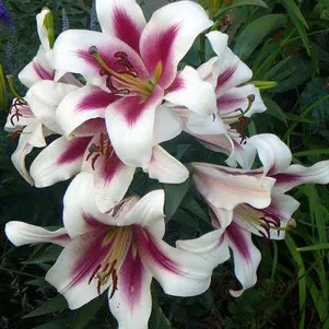 

Лилия Алтари ОТ-гибрид