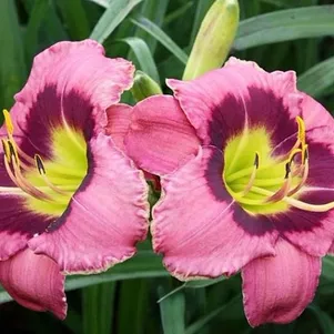 Лилейник Олвэйс Автенун 580₽