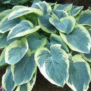 Хоста Американ Хало L 360₽