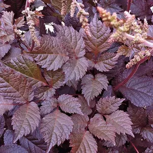 

Астильба Тунберга Чоколат Сегун