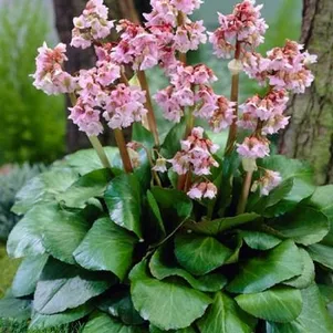 

Бадан Беби Долл