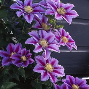 Клематис Барбара Джекман крупноцветковый 2 690₽