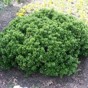 Барбарис Нана самшитолистный 580₽