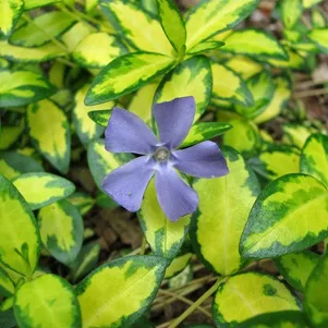 Барвинок малый Иллюминэйшн 390₽