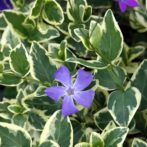 Барвинок большой Вариегата 390₽
