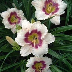 Лилейник Блуберри Кэнди 490₽