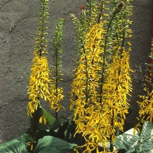 Бузульник Пржевальского 590₽