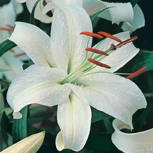 

Лилия Каса Бланка восточная белая