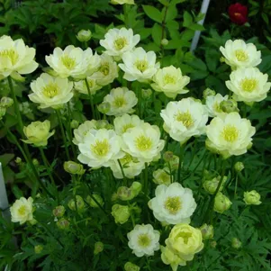 Купальница Чеддер 750₽