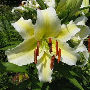 

Лилия Конка Д'Ор ОТ-гибрид