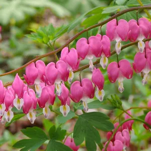 Дицентра Спектабилис 550₽