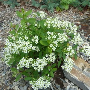 Спирея стелющаяся 360₽