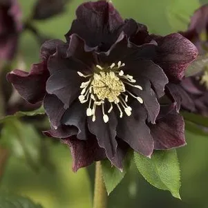 

Морозник махровый Эллен Пепл