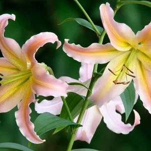 

Лилия Элюзив ОТ-гибрид