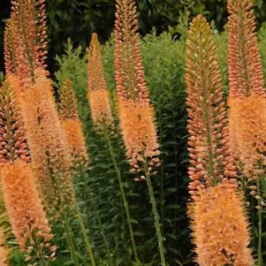 

Эремурус Клеопатра