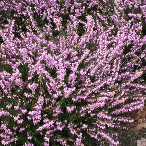 

Эрика Дарли Дэйл