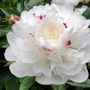 

Пион Фестива Максима