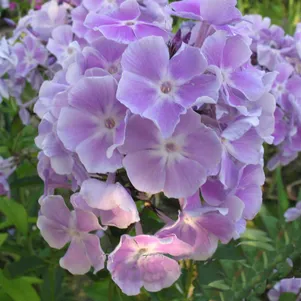 

Флокс метельчатый Мисс Келли