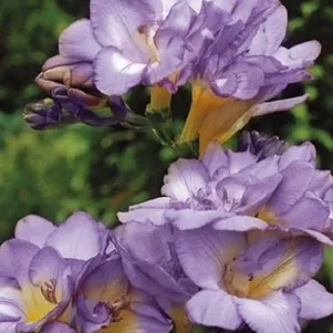 

Фрезия Блю махровая