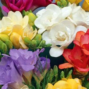 

Фрезия Дабл Микс махровая