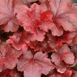 

Гейхера Гэлакси