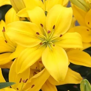 

Лилия Голден Матрикс азиатская