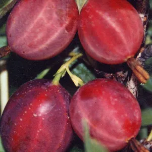 

Крыжовник Русский