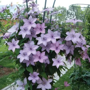 Клематис Хегли Хайбрид крупноцветковый 3 690₽