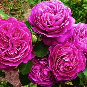 

Роза Дамсон флорибунда, Imperial Rose