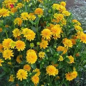 

Гелиопсис (солнечник) Асахи