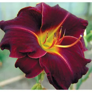 Лилейник Эд Мюрей 490₽