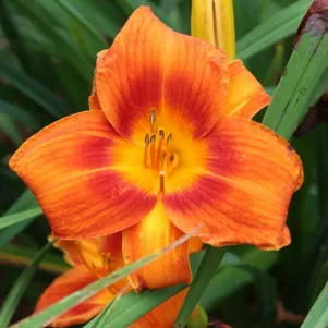 Лилейник Холидэй Делайт 490₽