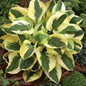 Хоста Брим Кап SM 380₽