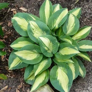 Хоста Чайн Лайтнин M 590₽