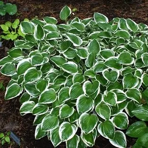 Хоста Даймонд Тиара SM 590₽