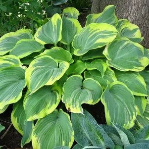 Хоста Ирс Энджел L 490₽