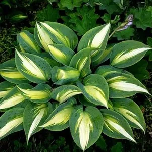 

Хоста Маджик Айленд (M)