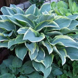 Хоста Регал Сплендор L 490₽