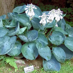 Хоста Абиква Дринкин Гурд ML 390₽