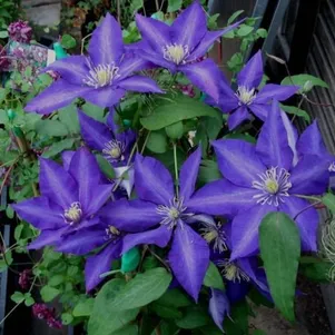 Клематис Даниэль Деронда крупноцветковый 2 490₽