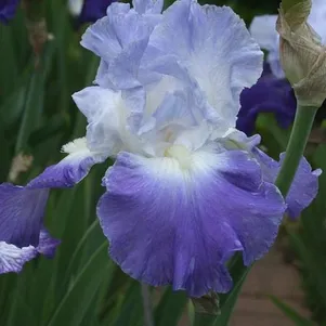 

Ирис бородатый Кларенс