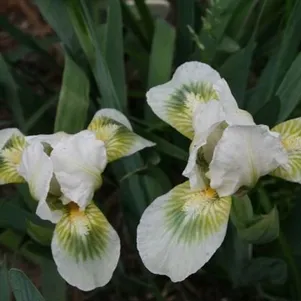 

Ирис карликовый Грин Спот