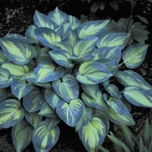 Хоста Джун M 650₽