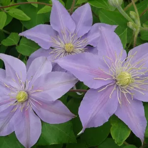 Клематис Юста крупноцветковый 3 690₽
